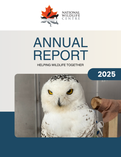 Copy of Annual Report 2025 (2)